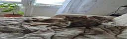 Mixed Breed cats for sale: Female tabby neutered seeks quiet home - Advert 2