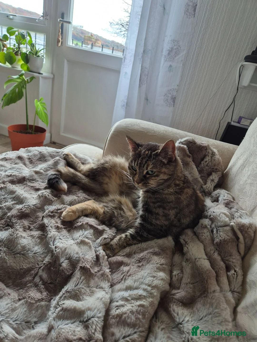 Mixed Breed cats for sale: Female tabby neutered seeks quiet home - Advert 2
