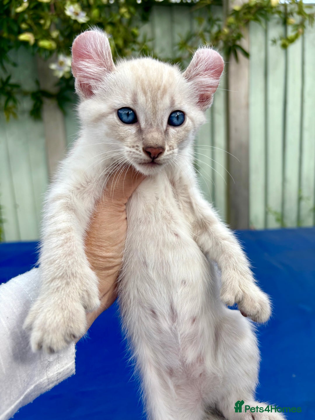 Bengal cats for sale: Gob smacking rare kittens  - Image 32