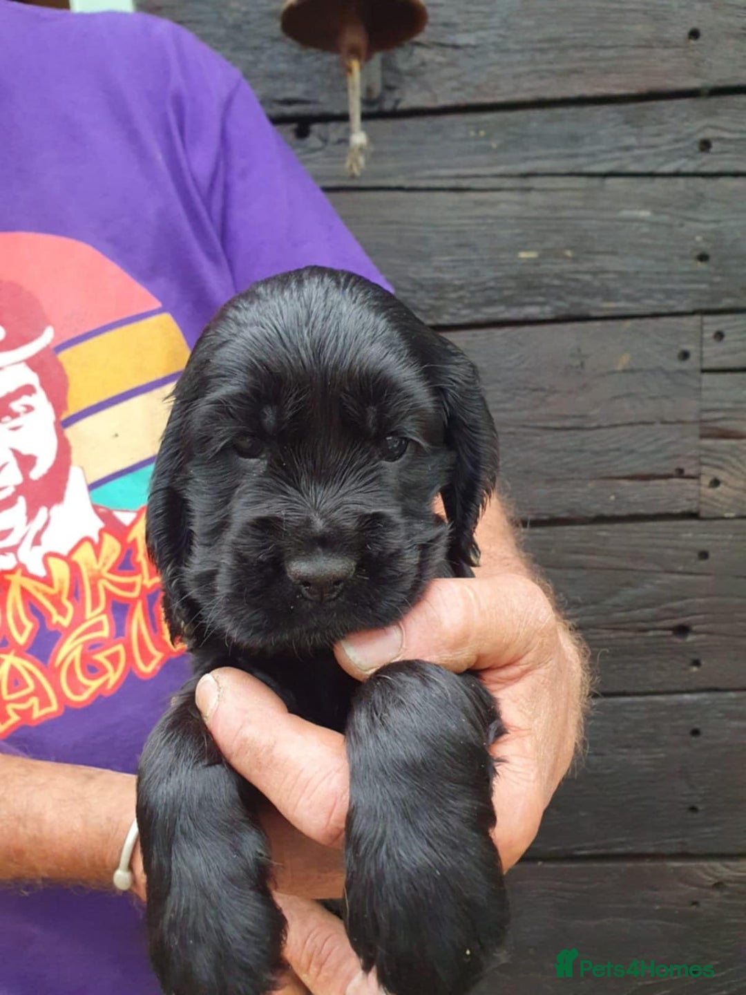Cocker Spaniel dogs for sale: show cocker spaniel puppies ready 9th september - Image 4