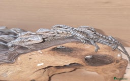Bearded Dragon reptiles for sale: Baby bearded  - Image 7