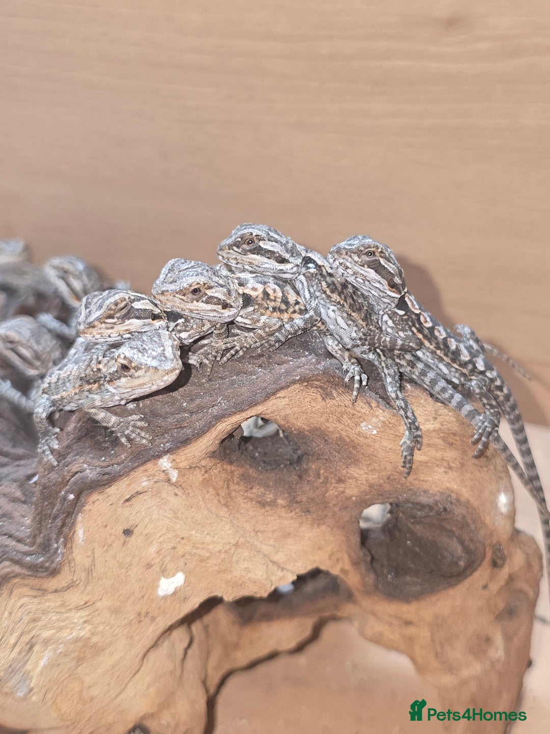 Bearded Dragon reptiles for sale: Baby bearded  - Image 7