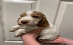 Cocker Spaniel dogs for sale: Gorgeous show type cocker spaniel  - Image 15