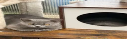 British Shorthair cats for sale:  Adorable kittenBlue British Shorthair  GCCF - Advert 6