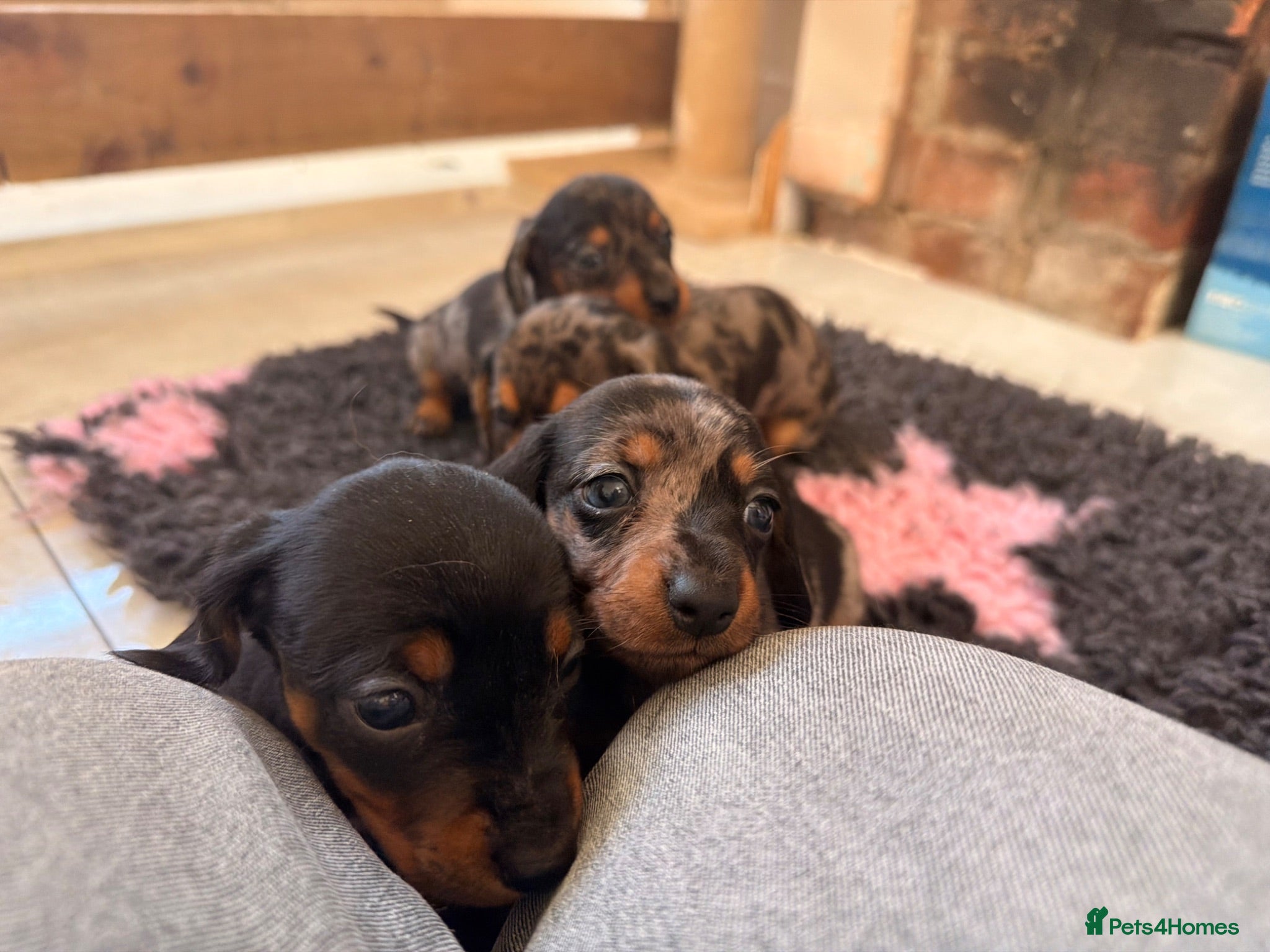 Miniature Dachshund dogs Mixed Coat Miniature Dachshund Females  - Advert 11