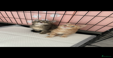 Mixed Breed cats - Advert 6