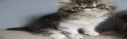 Persian cats for sale: Adorable female Persian kittens - Advert 9