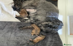 Shih Tzu dogs for sale: Shih Tzu Puppies Litter of 3 - Image 3