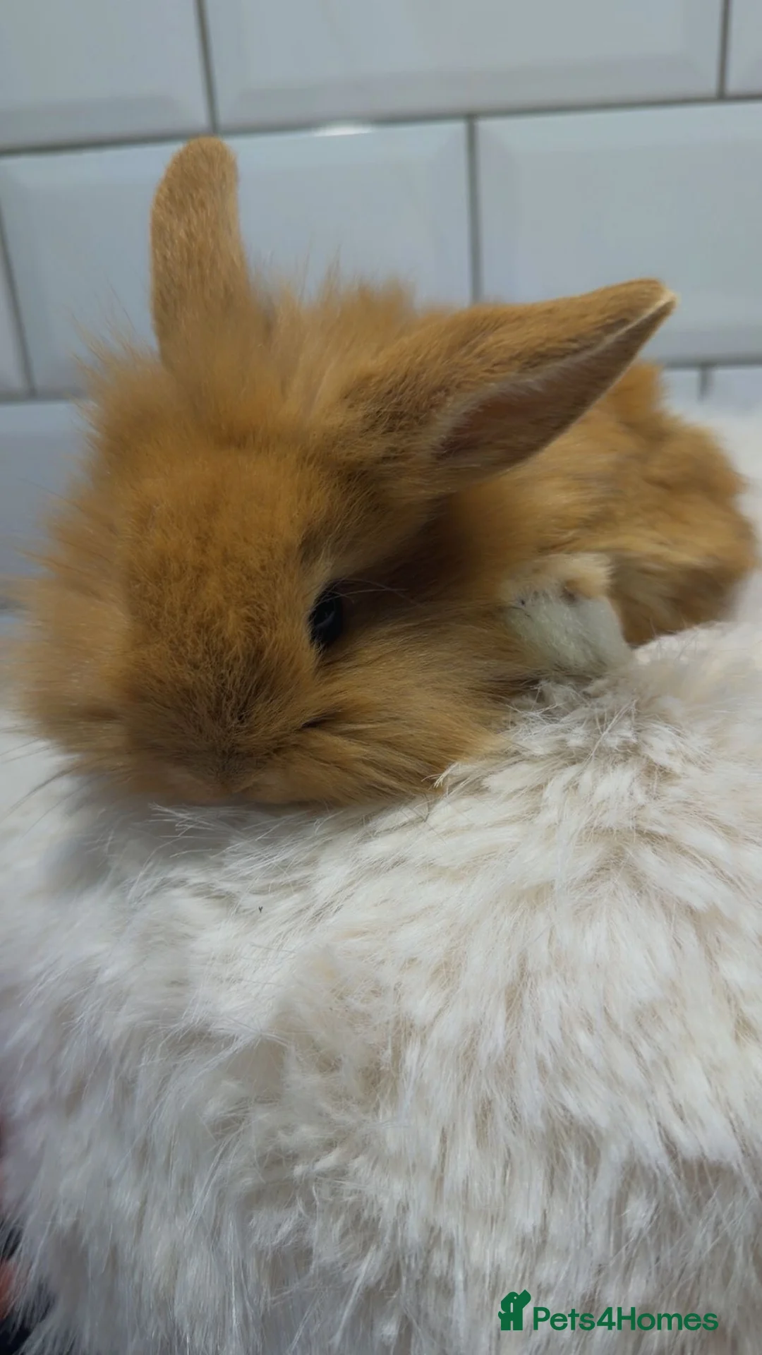 Lionhead rabbits for sale: Lionhead Bunnies  - Advert 4