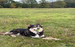 Border Collie dogs for sale: Female Border Collie - Image 4