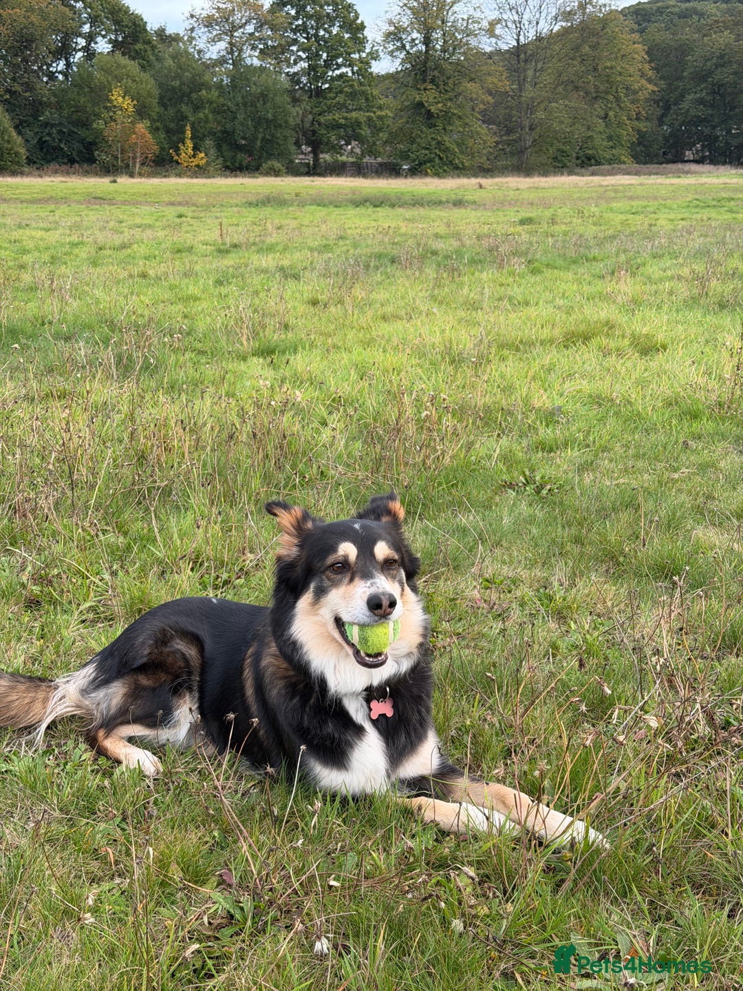 Border Collie dogs for sale: Female Border Collie - Image 4