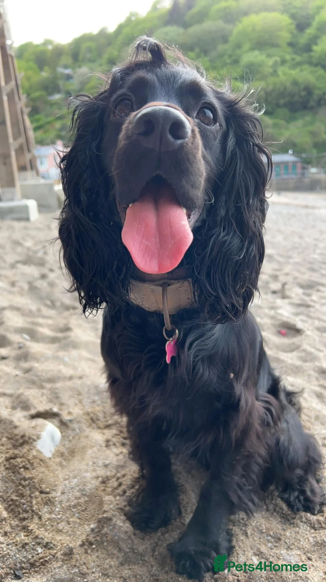 Cockapoo dogs for sale: Cockapoo litter on the way! - Advert 2