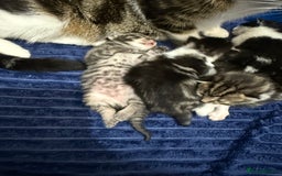 Domestic Shorthair cats for sale: 5 beautiful Domestic shorthair kittens - Image 12