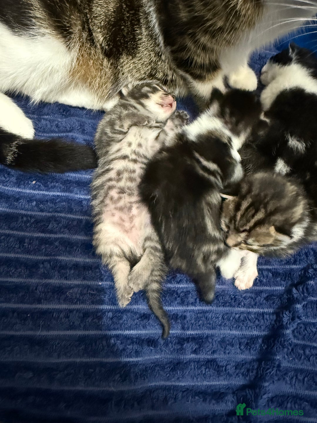 Domestic Shorthair cats for sale: 5 beautiful Domestic shorthair kittens - Image 12