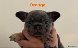 French Bulldog dogs for sale: 3 Female French bulldog puppies  - Image 14