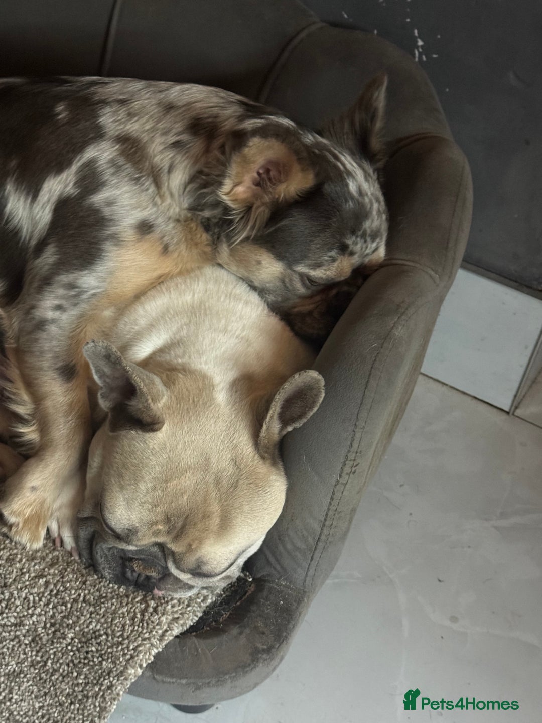French Bulldog dogs for sale: French bulldogs 4 male 1 female(fluffy mum)  - Image 5