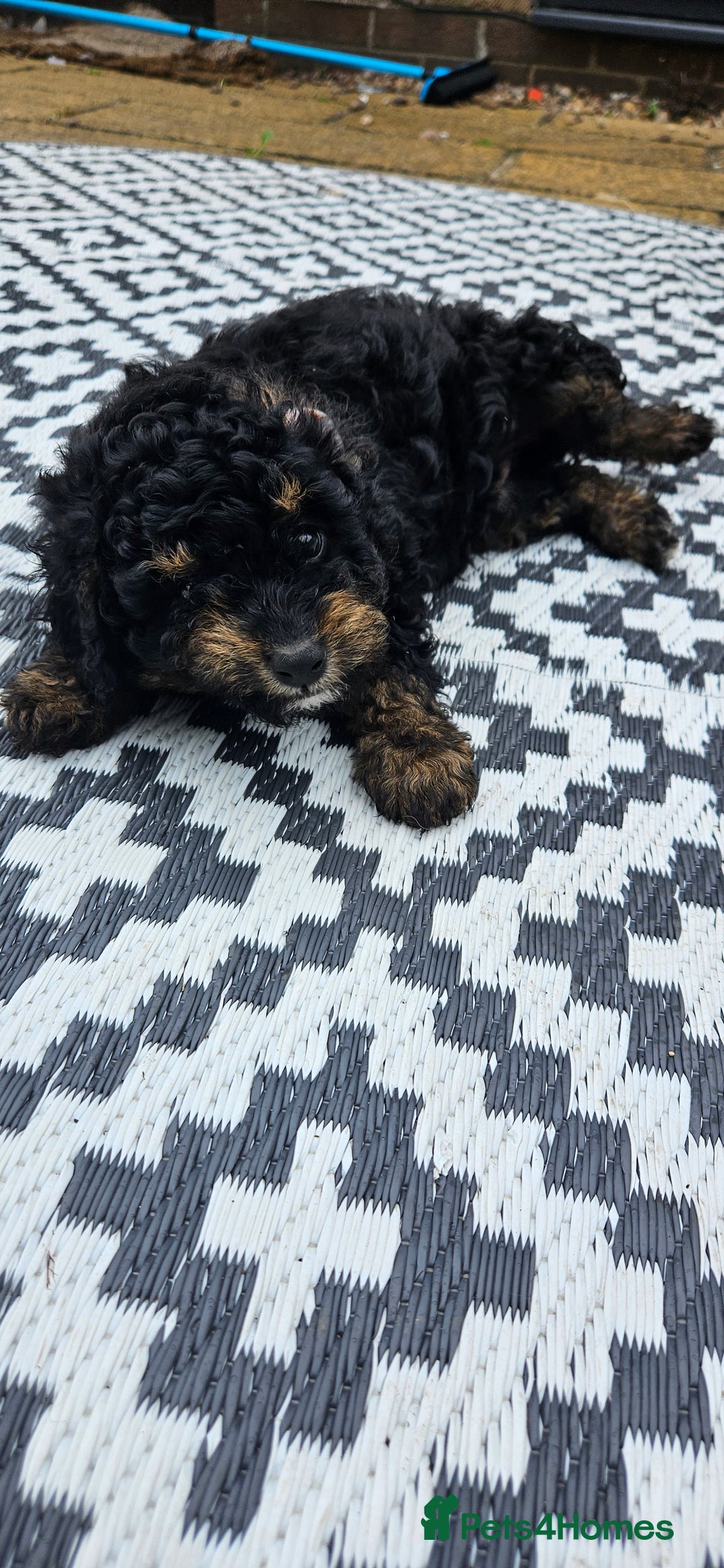 Cockapoo dogs for sale: Cockapoo  LAST GIRL AVAILABLE NOW - Image 3