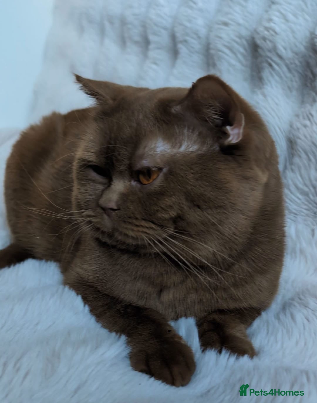 British Shorthair cats for sale: 🏆GCCF / TICA Active –🏅 PROVEN  - Advert 6