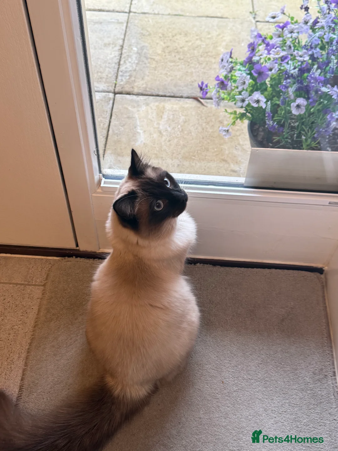 Ragdoll cats for sale: Beautiful Ragdoll  - Advert 7