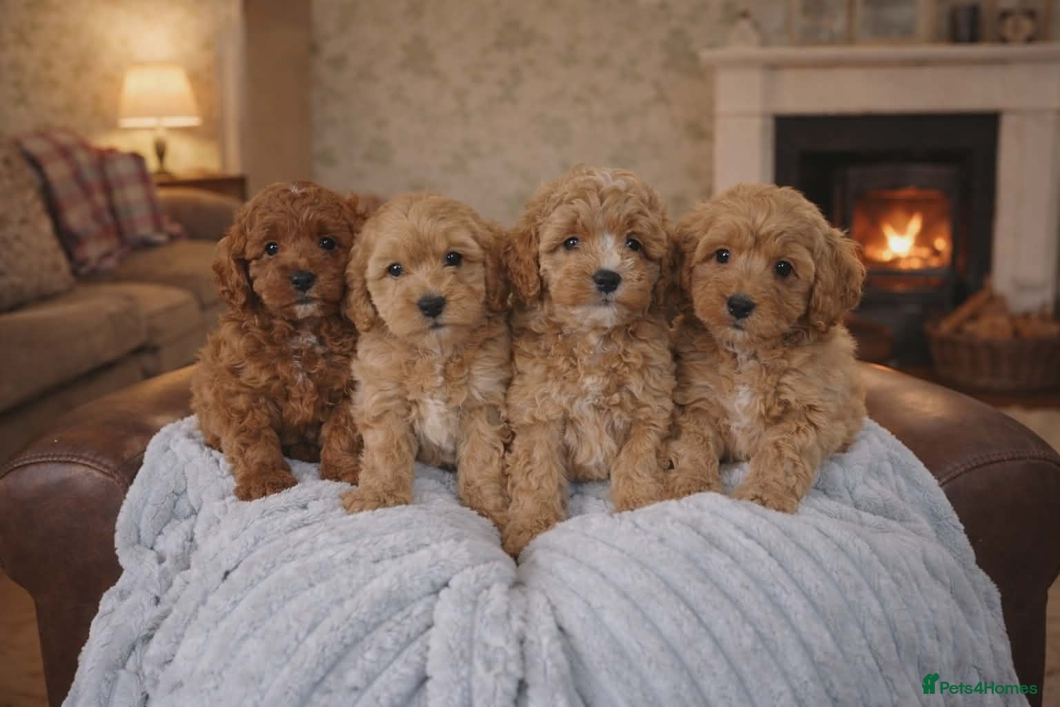 Cavapoo dogs DNA clear health tested puppies - Advert 6
