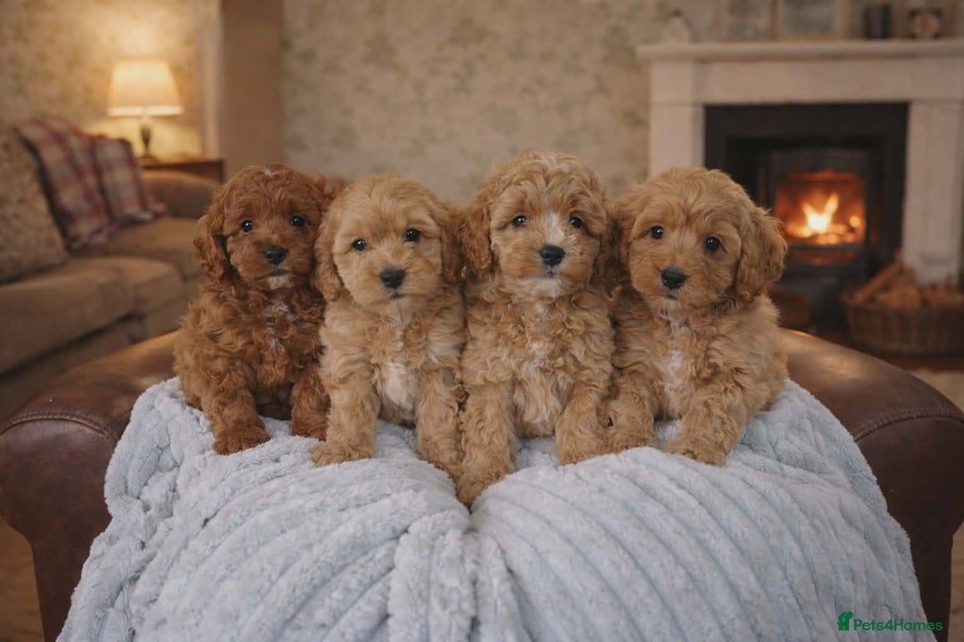 Cavapoo dogs for sale: DNA clear health tested puppies - Advert 1