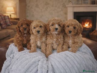 Cavapoo dogs DNA clear health tested puppies - Advert 4