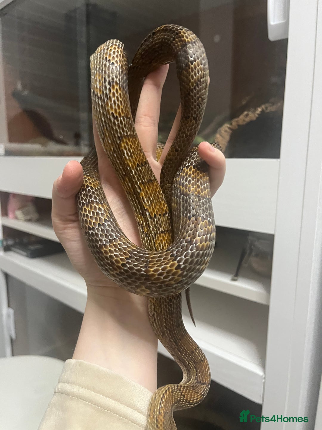 Mixed Breed reptiles for sale: Loads of snakes for rehome!  - Advert 4