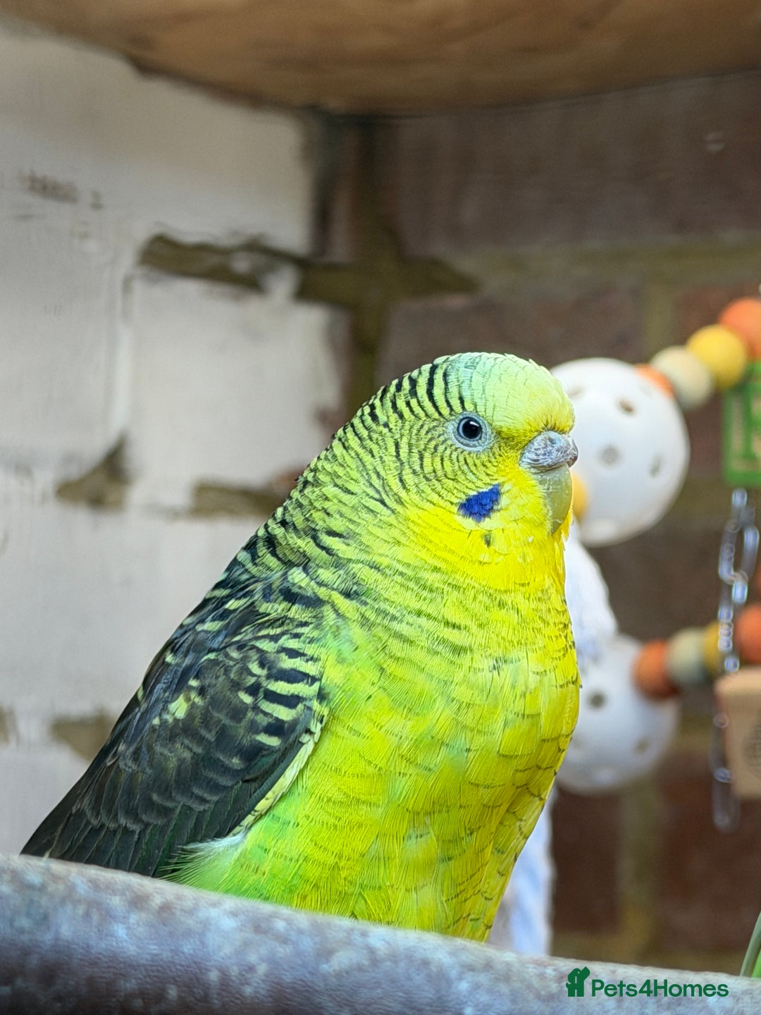 Budgerigars birds for sale: Budgies For Rehoming  - Advert 4