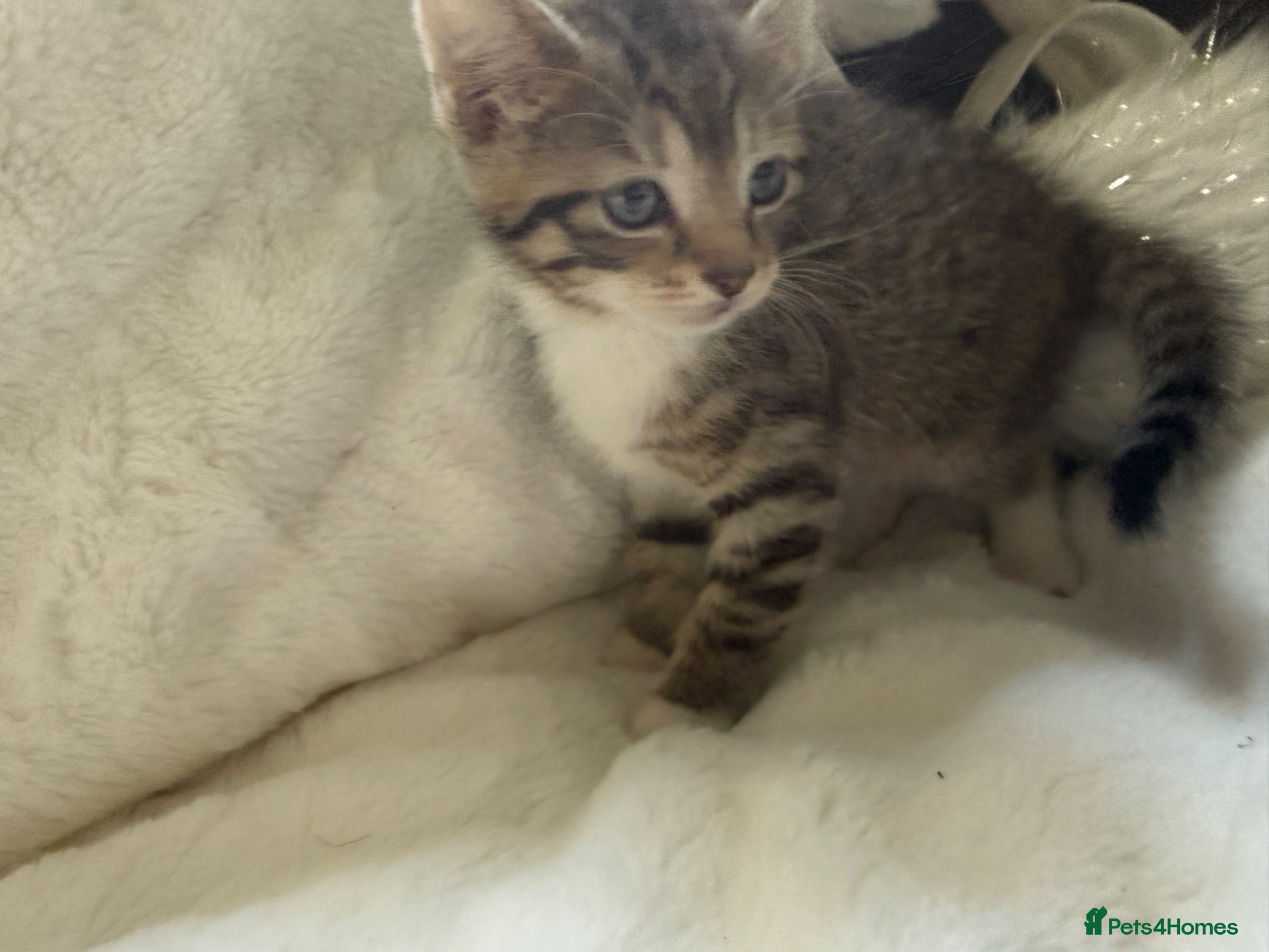 Mixed Breed cats 2 tabby female mixed kittens - Advert 1