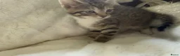 Mixed Breed cats for sale: 2 tabby female mixed kittens in Lincoln - Advert 1
