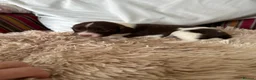 English Springer Spaniel dogs for sale: Adorable Kennel club registered ESS puppies  - Advert 12