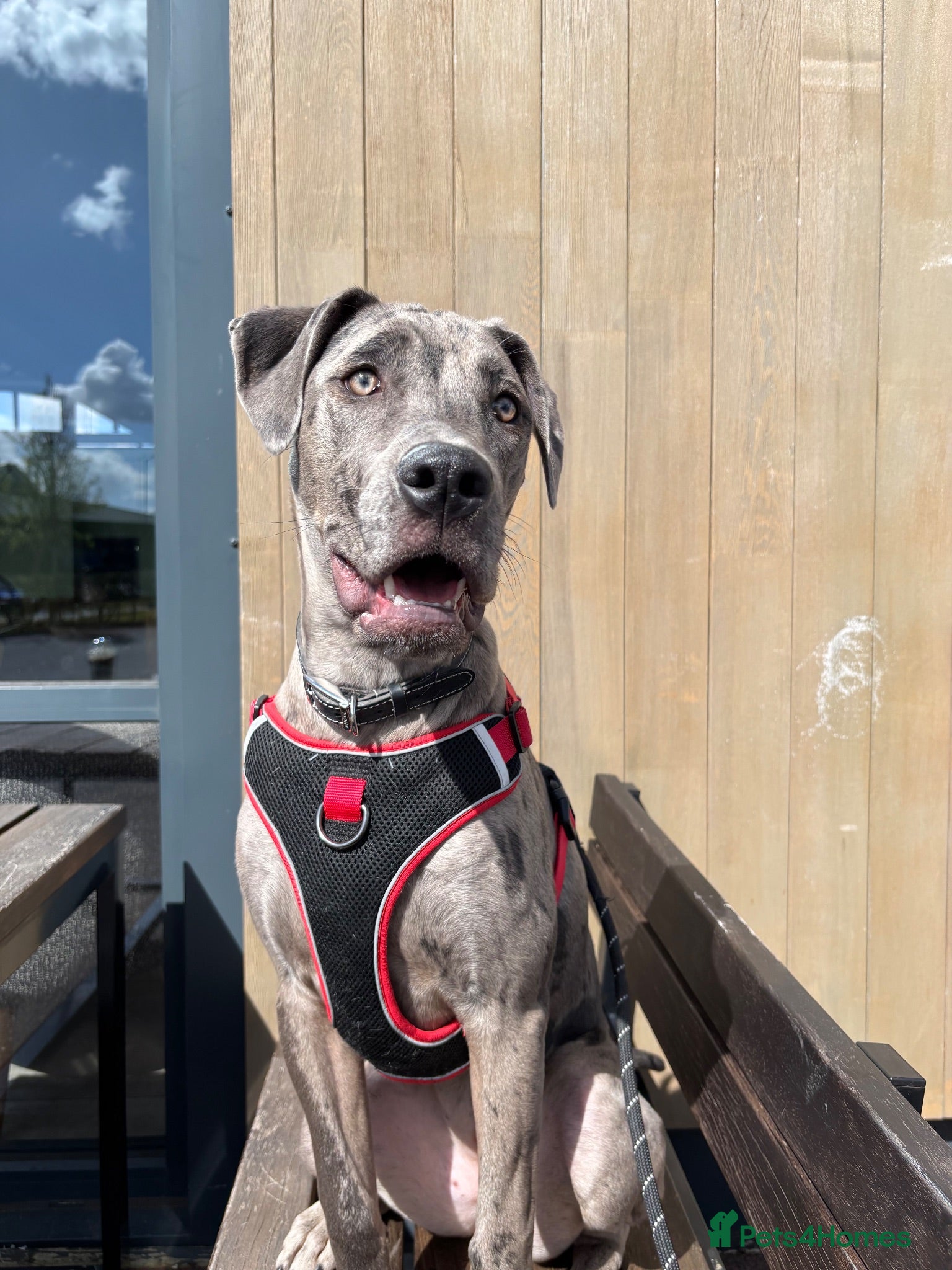 Mixed Breed dogs 10 Month Female Rhodesian Ridgeback Cross - Advert 1