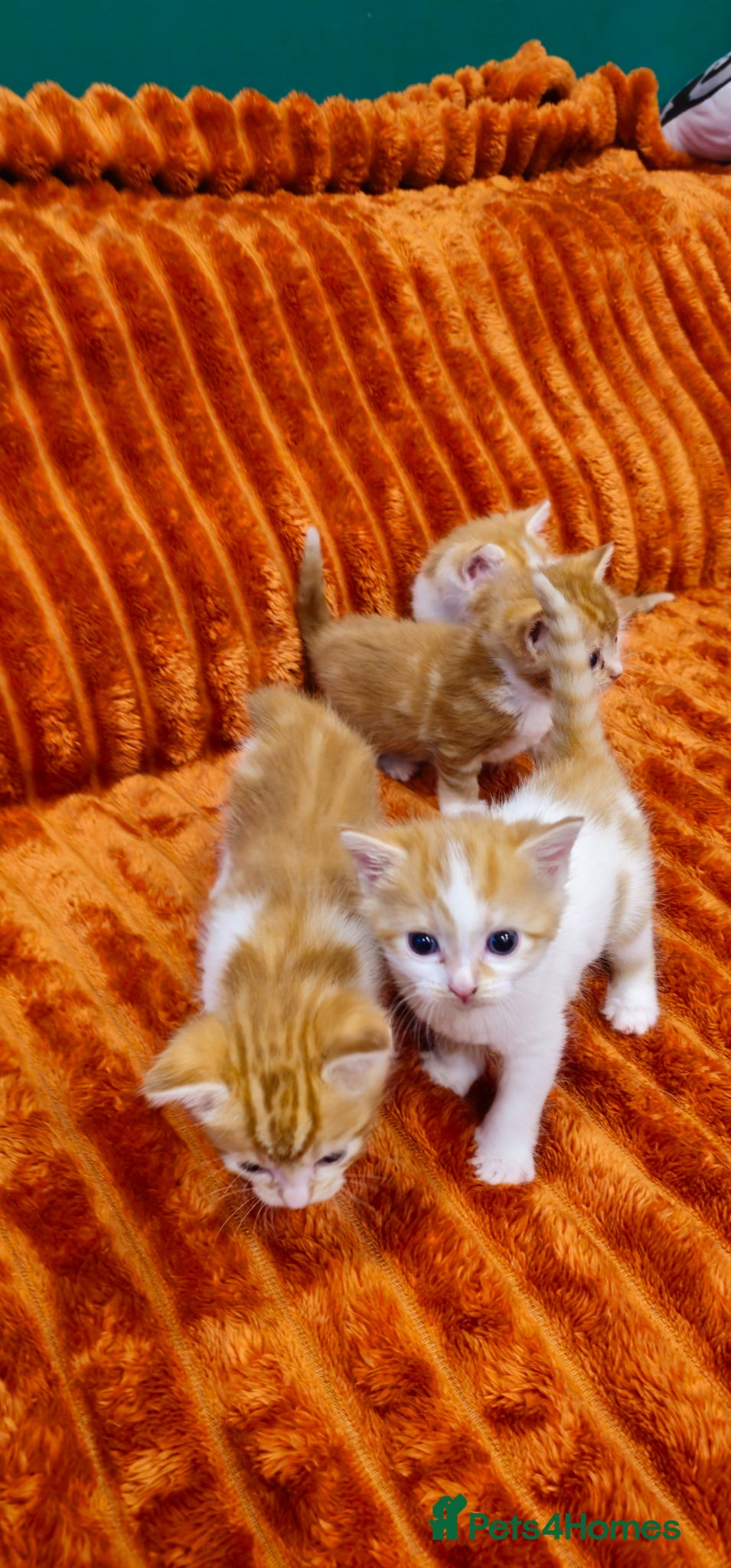 British Shorthair cats Ginger kittens for sale - Advert 2