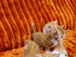 British Shorthair cats Ginger kittens for sale - Advert 2