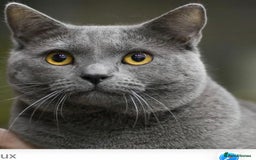 British Shorthair cats for sale: British Blue Kittens - Image 3