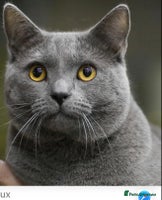 British Shorthair cats - Advert 16