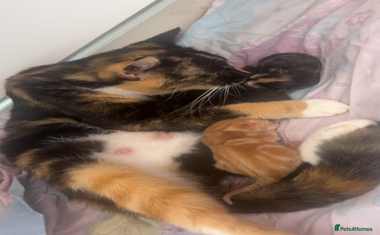 Domestic Shorthair cats - Advert 16