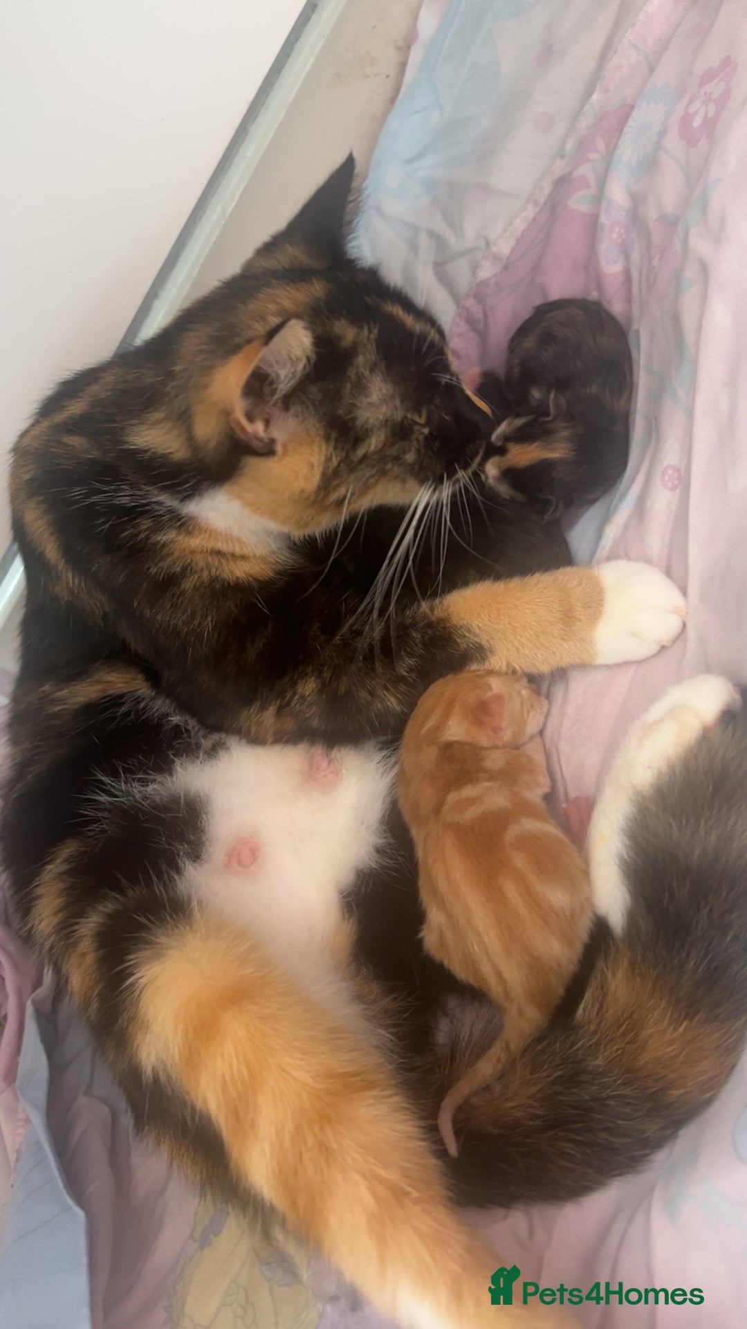 Domestic Shorthair cats for sale: 3 kittens looking for there forever homes 💗 - Image 1