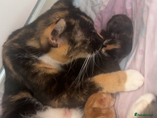 Domestic Shorthair cats - Advert 3