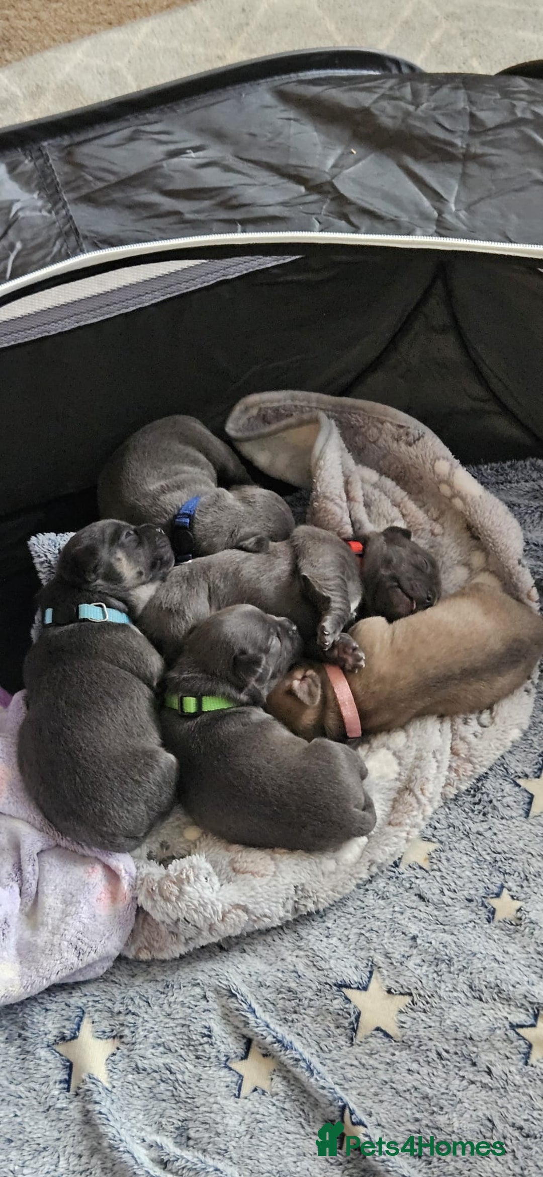 Mixed Breed dogs for sale: French Bulldog x Chichuhua - Image 1