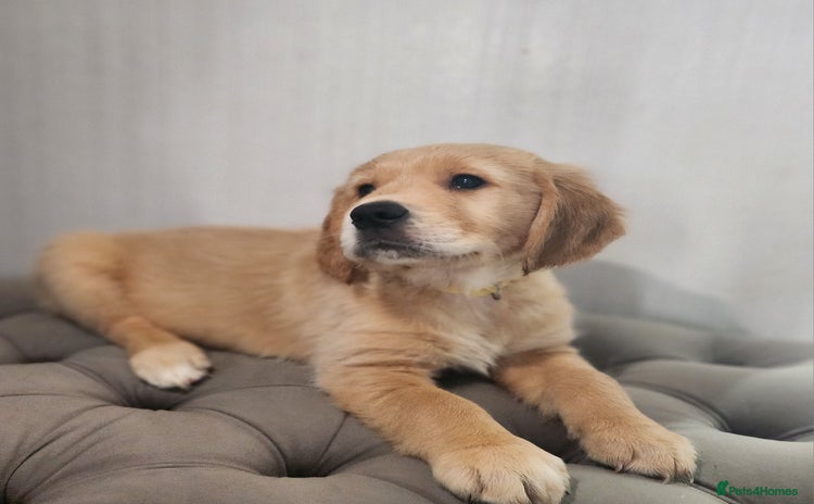 Golden Retriever dogs - Advert 1