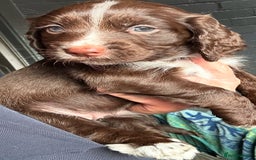 Cocker Spaniel dogs for sale:   KC Registered cocker spaniel 🐾🐾🐾🐾🐾🐾🐾🐾 - Image 18