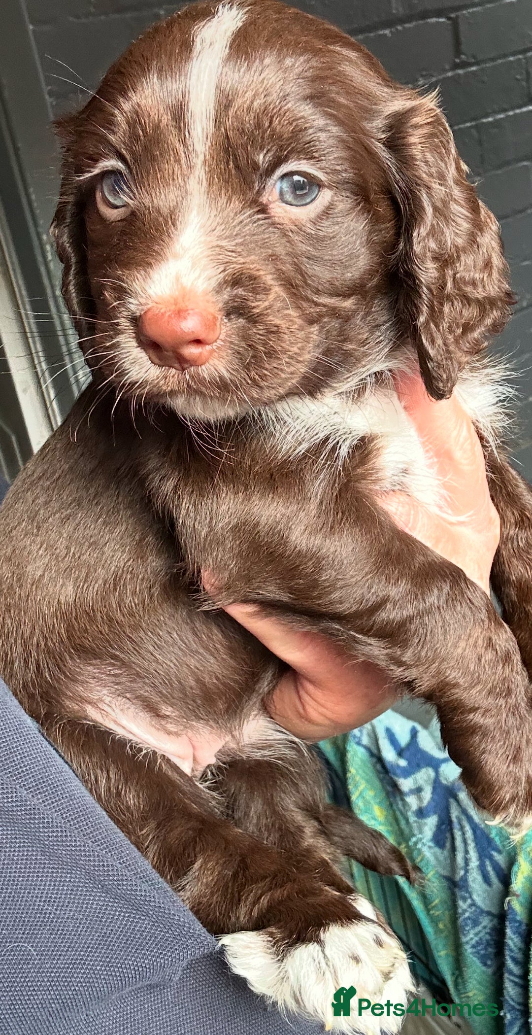 Cocker Spaniel dogs for sale:   KC Registered cocker spaniel 🐾🐾🐾🐾🐾🐾🐾🐾 - Image 18