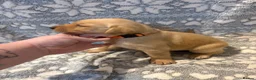 Labrador Retriever dogs for sale: Labrador Pups for Sale in Blairgowrie - Advert 10