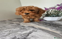 Toy Poodle dogs for sale: Beautiful Red Toy Poodle Puppies - Image 14
