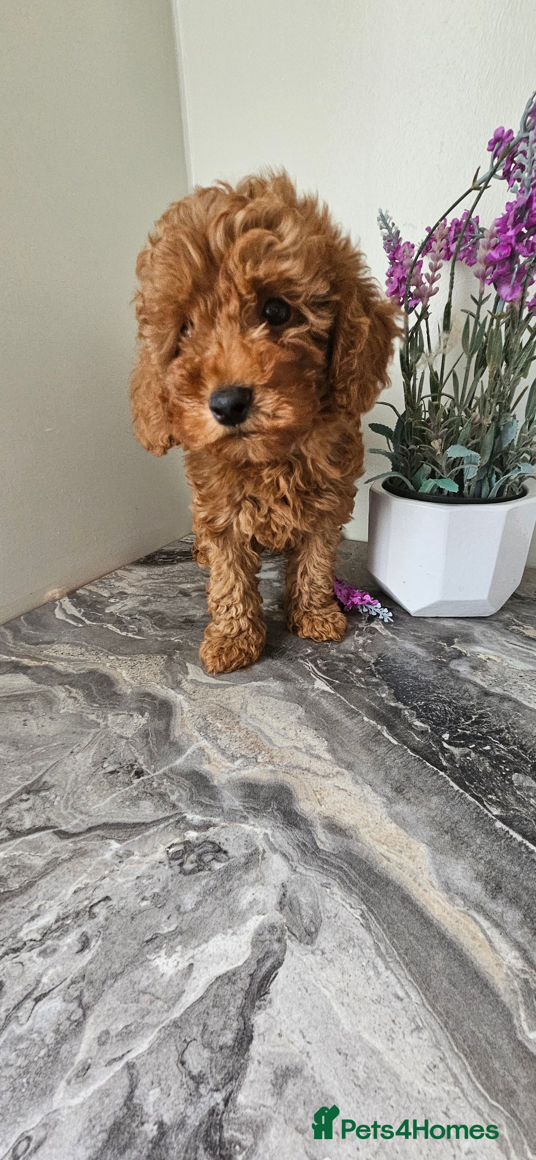 Toy Poodle dogs for sale: Beautiful Red Toy Poodle Puppies - Image 14