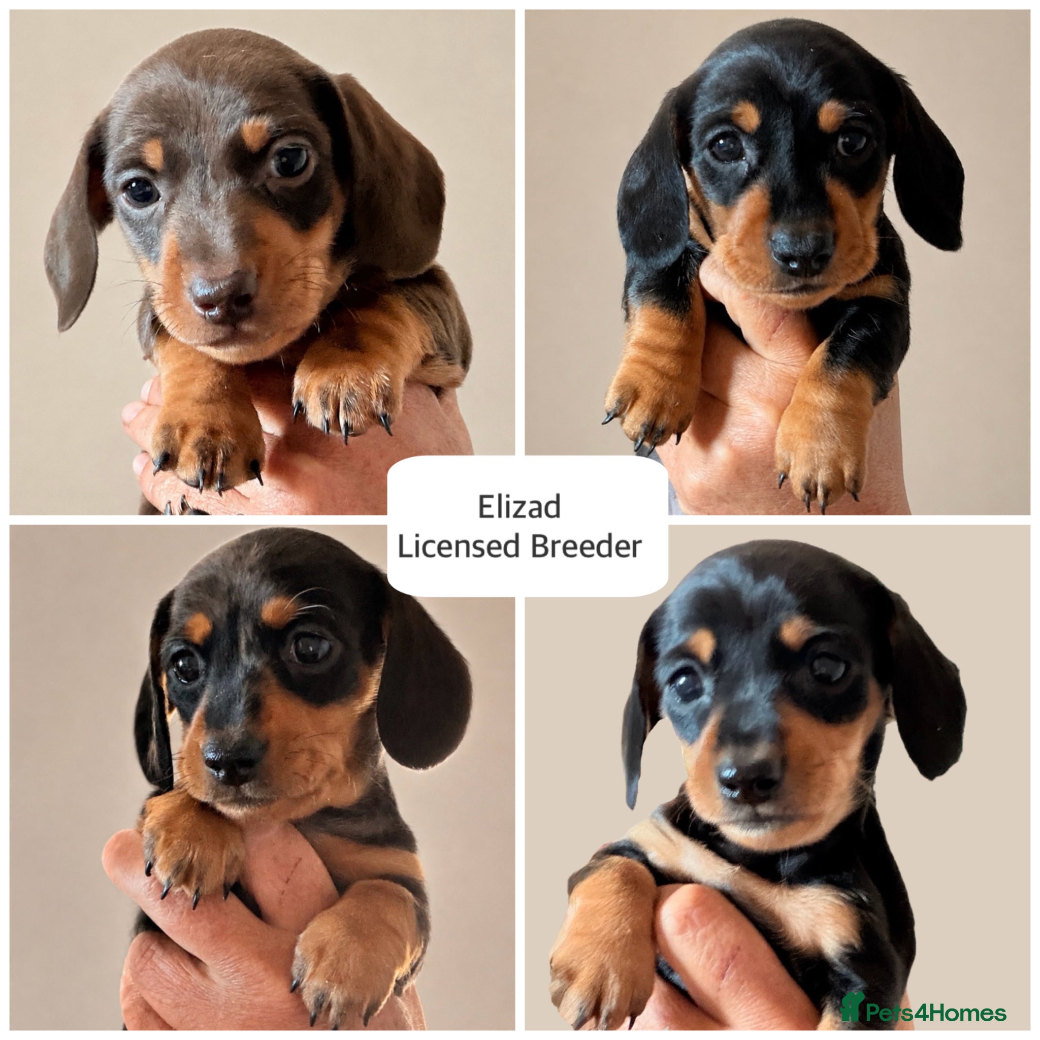 Miniature Dachshund dogs Licensed. Min smooth, kc/pra clear ready 25/5  - Advert 14