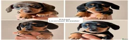 Miniature Dachshund dogs for sale: Licensed. Min smooth, kc/pra clear ready 25/5  - Advert 9