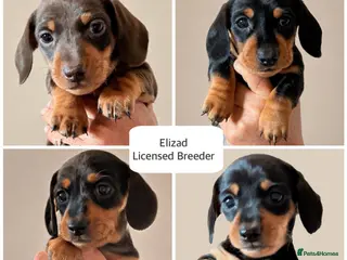 Miniature Dachshund dogs Licensed. Min smooth, kc/pra clear ready 25/5 - Advert 14