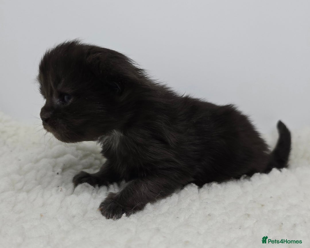 Maine Coon cats for sale: Maine Coon Kittens LARGE Blue/Black Tortie/Tabby - Advert 11